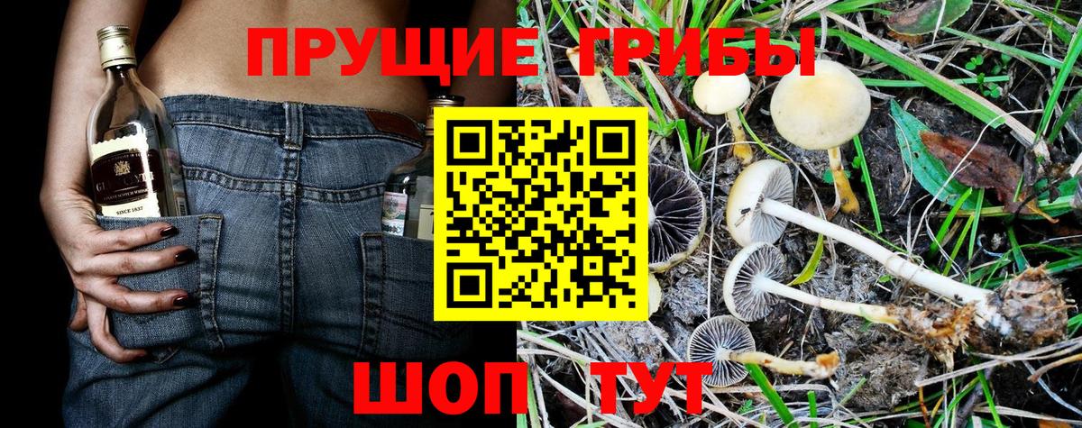 Новосибирск  Галлюциногенные грибы прущие грибы  Вход с VPN 